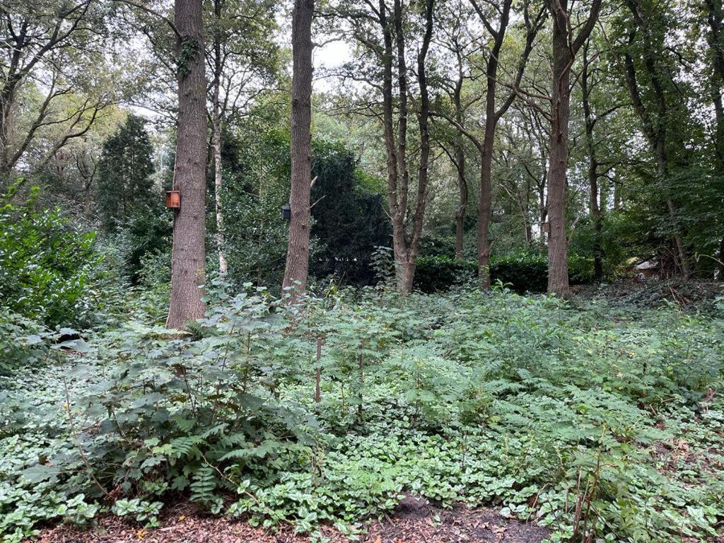 Huisje In Het Bos Zuidlaren Dış mekan fotoğraf